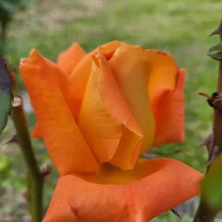 Πανσιόν Angel 3*