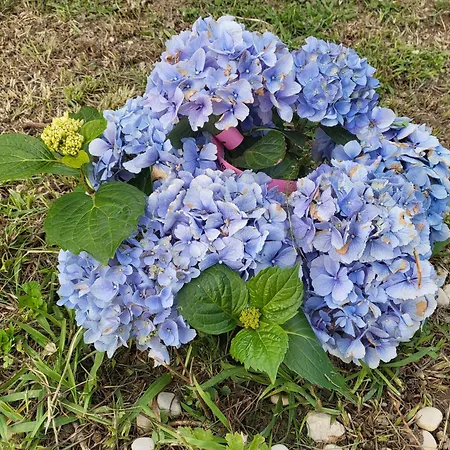 Πανσιόν Angel 3*