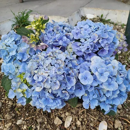 Гостевой дом Angel